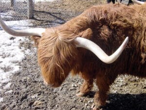 Yak Shaving